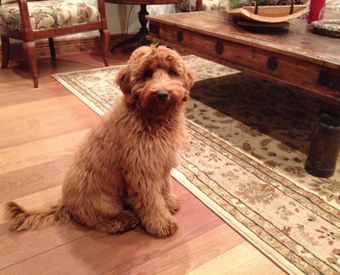 bentley-sitting-in-lrsml