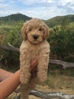 Ikke moderigtigt Sig til side Termisk Australian Labradoodle Breeder | Puppies for Sale