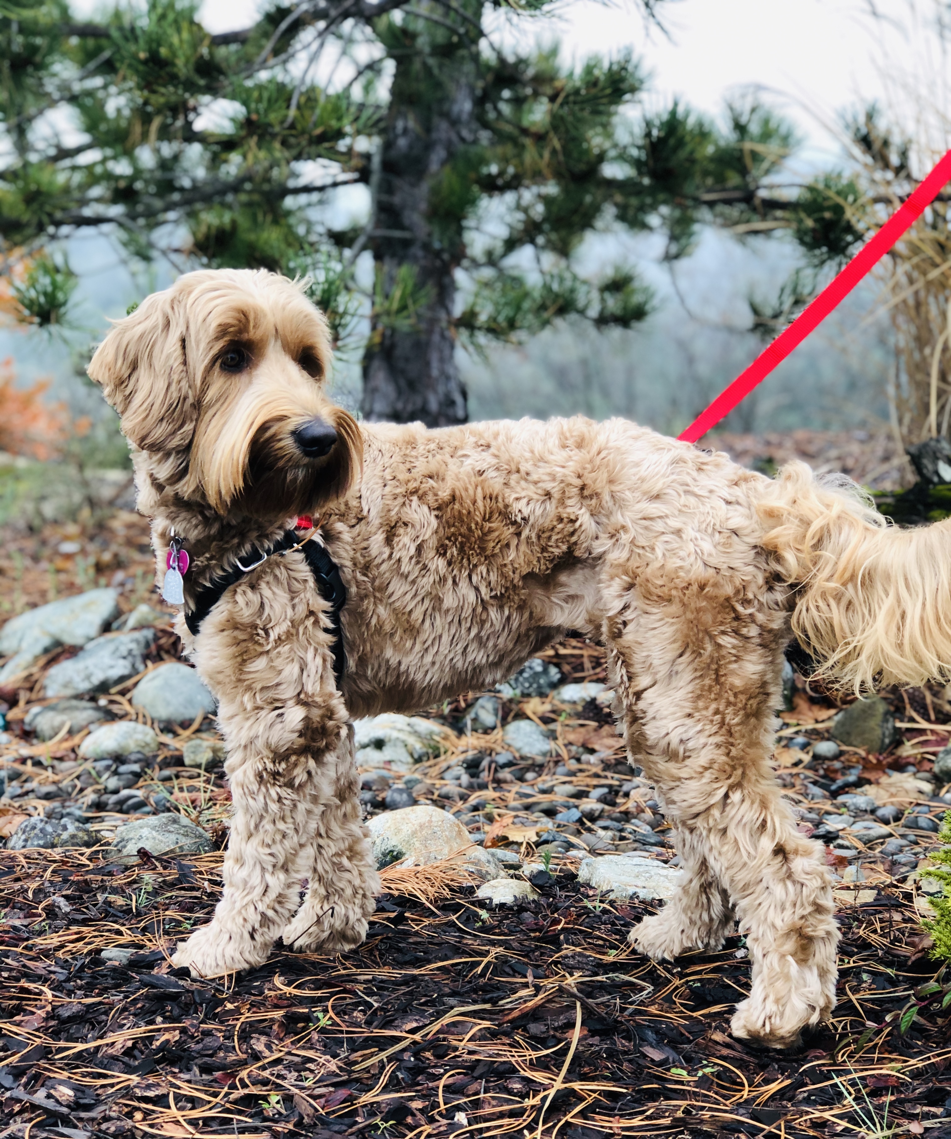 fullsizeoutput_1e2b – Starlight Ridge Labradoodles