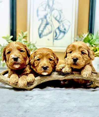 Applications - Starlight Ridge Labradoodles