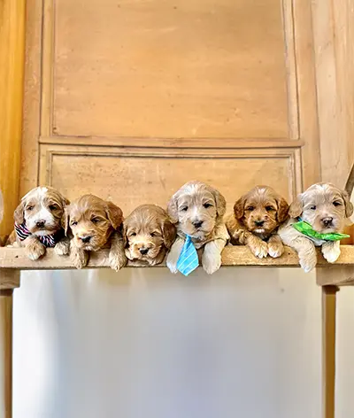 Current Litters - Starlight Ridge Labradoodles