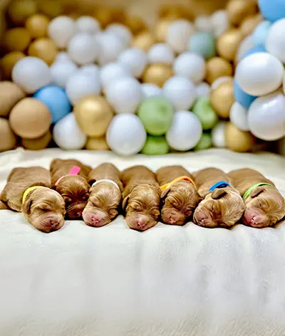 Upcoming Litters - Starlight Ridge Labradoodles